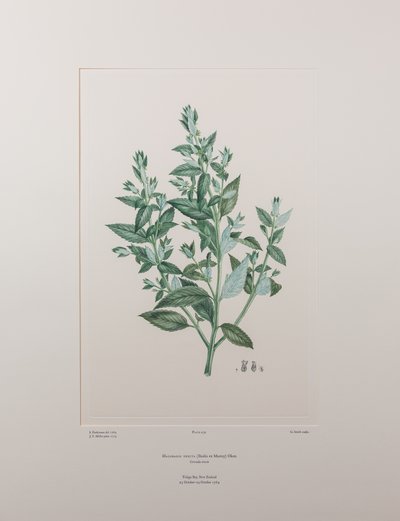 Haloragis erecta (Haloragidaceae) - Levha 439, Banks#39; Florilegium, c.1771-84 (kağıt üzerine bakır levha gravürü) by Joseph Banks