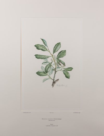 Heberdenia bahamensis (Myrsinaceae) - Plaka 395, Banks#39; Florilegium, c.1771-84 (kağıt üzerine bakır levha gravür) by Joseph Banks