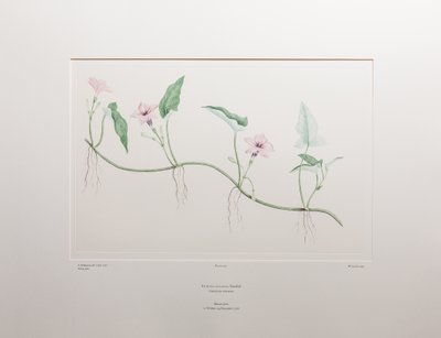 Ipomoeawatera (Convolvulaceae) - Levha 375, Banks#39; Florilegium, c.1771-84 (kağıt üzerine bakır levha gravürü) by Joseph Banks