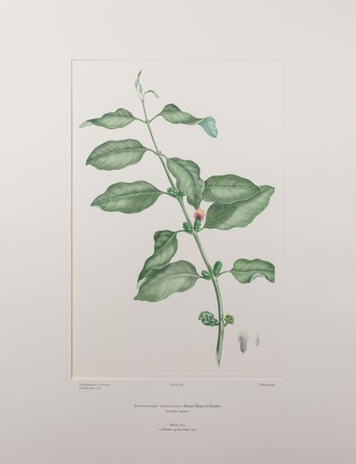 Lepeostegeres geminiflorus (Loranthaceae) - Plaka 386, Banks#39; Florilegium, c.1771-84 (kağıt üzerine bakır levha gravür) by Joseph Banks