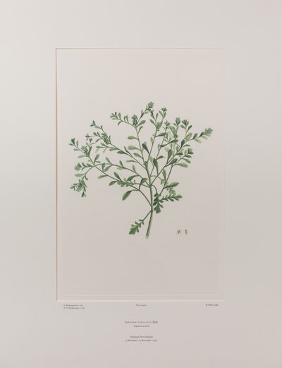 Lepidium flexicaule (Cruciferae) - Plaka 409, Banks#39; Florilegium, c.1771-84 (kağıt üzerine bakır levha gravür) by Joseph Banks