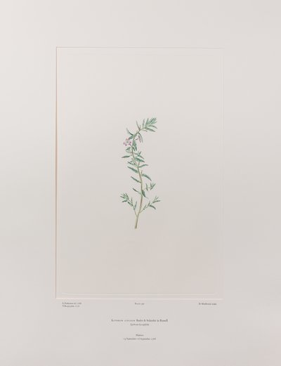 Lythrum junceum (Lythraceae) - Plaka 392, Banks#39; Florilegium, c.1771-84 (kağıt üzerine bakır levha gravür) by Joseph Banks