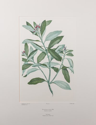 Pittosporum ralphii (Pittosporaceae) - Plaka 413, Banks#39; Florilegium, c.1771-84 (kağıt üzerine bakır levha gravür) by Joseph Banks