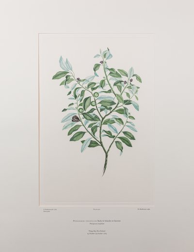 Pittosporum tenuifolium (Pittosporaceae) - Plaka 412, Banks#39; Florilegium, c.1771-84 (kağıt üzerine bakır levha gravür) by Joseph Banks