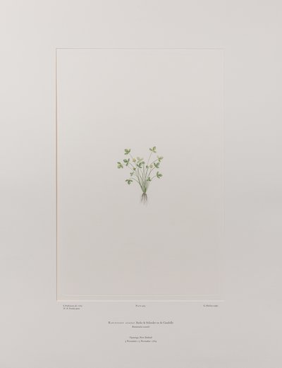 Ranunculus acaulis (Ranunculaceae) - Plaka 403, Banks#39; Florilegium, c.1771-84 (kağıt üzerine bakır levha gravür) by Joseph Banks