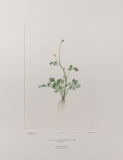 Ranunculus hirtus (Ranunculaceae) - Levha 404, Banks#39; Florilegium, c.1771-84 (kağıt üzerine bakır levha gravür) by Joseph Banks