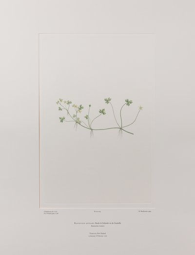 Ranunculus rivularis (Ranunculaceae) - Plaka 405, Banks#39; Florilegium, c.1771-84 (kağıt üzerine bakır levha gravür) by Joseph Banks