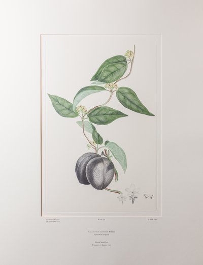 Sarcolobus globosus subsp. globosus (Asclepiadaceae) - Levha 372, Banks#39; Florilegium, c.1771-84 (kağıt üzerine bakır levha gravür) by Joseph Banks