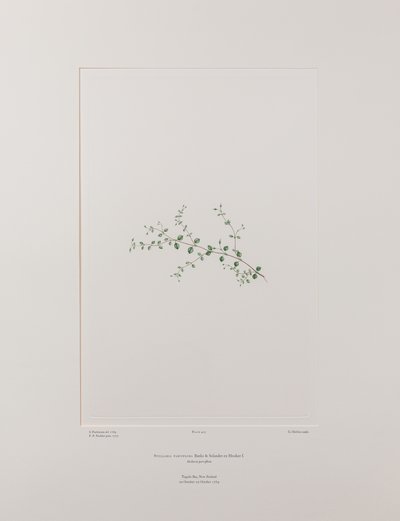 Stellaria parviflora (Caryophyllaceae) - Plaka 415, Banks#39; Florilegium, c.1771-84 (kağıt üzerine bakır levha gravür) by Joseph Banks