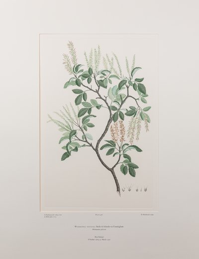 Weinmannia sylvicola (Cunoniaceae) - Plaka 436, Banks#39; Florilegium, c.1771-84 (kağıt üzerine bakır levha gravür) by Joseph Banks