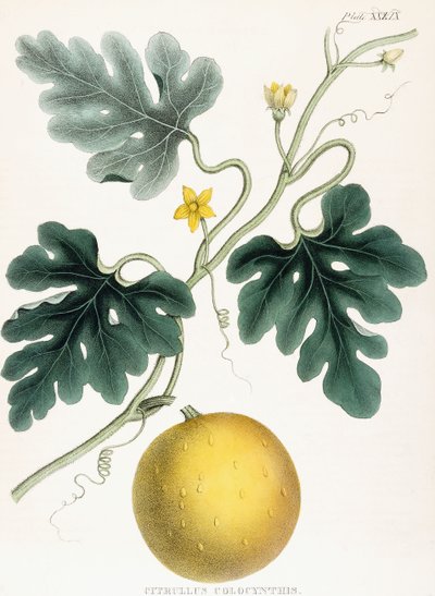 Colocynth, "Tıbbi Botanik Çizimleri: Materia Medica