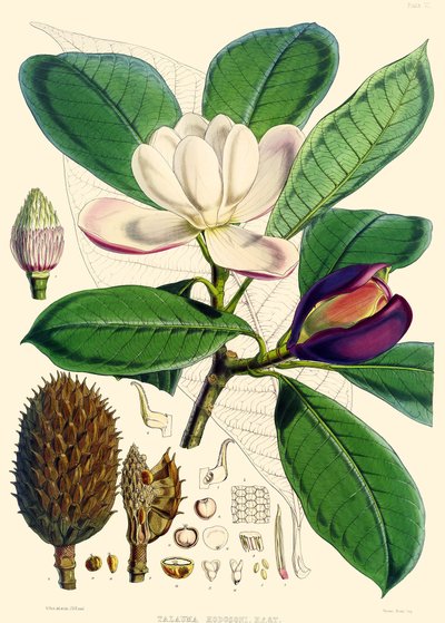 Manolya hodgsonii, 1855 by Joseph Dalton Hooker