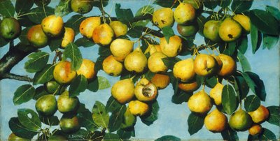 armut olgunlaşma by Joseph Decker