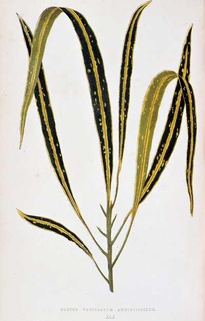 Kroton yaprağı variegatum angustifolium. Renkli yaprakları olan bitkilerde “” Botanik tahtası. Londra Horticultur üyeleri Edward Joseph Lowe ve W. Howard tarafından bahçeleri, seraları ve apartmanları süslemek için kullanılan en dikkat çekici türlerin kole by Joseph Edward and Howard W Lowe