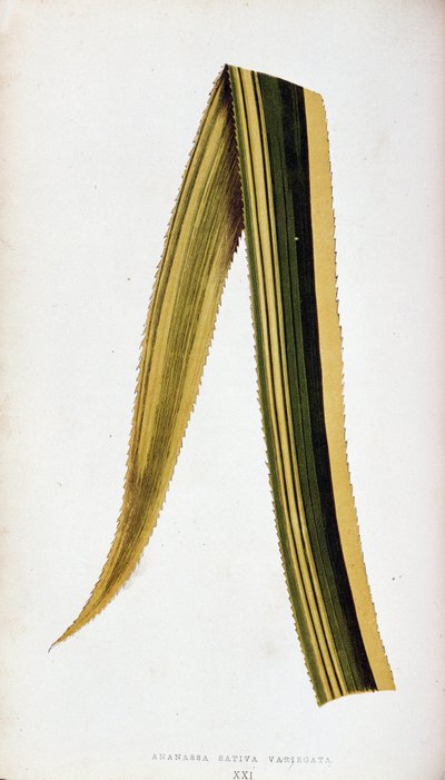 Ananassa Sativa Variegata