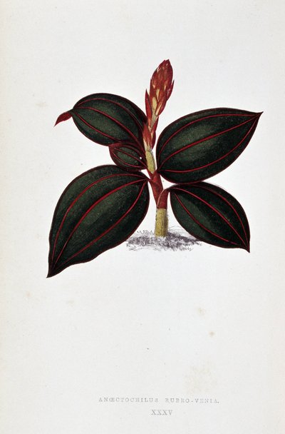 Anoectochilus Rubro Venia yaprağı. by Joseph Edward and Howard W Lowe