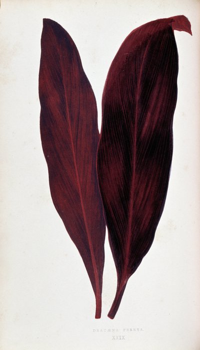 Dracaena ferrea
