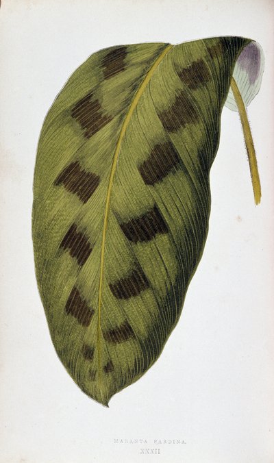 Maranta Pardina