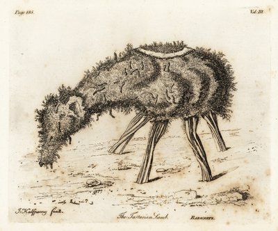 Tartar