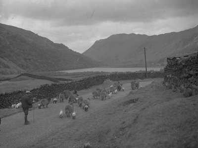 Bir çiftçi koyun ve kuzu sürüsünü yol boyunca güdüyor, arka planda göl ve tepeler var by Joseph Hardman
