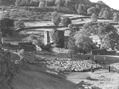 Büyük bir koyun sürüsü bir grup insan tarafından bir tarlanın ortasına doğru güdülüyor, arka planda bir çiftlik olabilir by Joseph Hardman