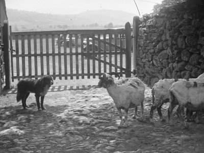 Kırkılmış koyunları izleyen köpek by Joseph Hardman