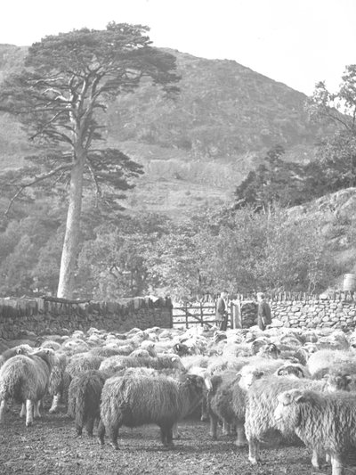 Ön planda koyun sürüsü by Joseph Hardman
