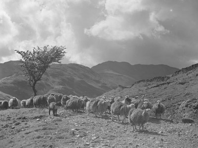 Arka planda tepeler ile koyun sürüsü by Joseph Hardman