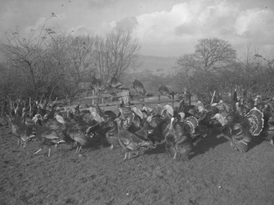 Tarlada ve çitlerin üzerinde oturan hindiler by Joseph Hardman