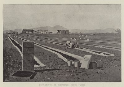 Kaliforniya'da Meyve Yetiştiriciliği, Kuru Erik by Joseph Holland Tringham