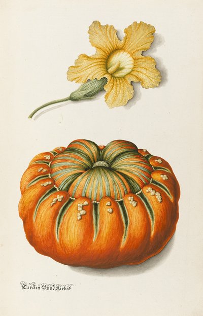 Kabak ve Kabak (kalem ve mürekkep, wc ve gövde rengi kağıt üzerinde) by Joseph Jacob Plenck