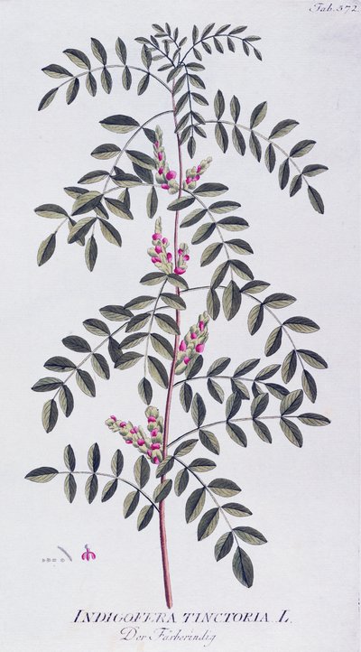Gerçek indigo (Indigofera tinctoria), Joseph Jacob von Plenck (1735-1807), Icones plantarum medicalium, Viyana