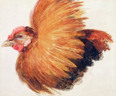 Game-Cock, The Farnley Book of Birds