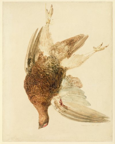 Orman Tavuğu, The Farnely Book of Birds