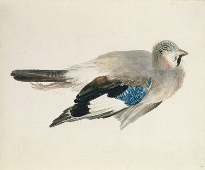 Jay, The Farnley Book of Birds