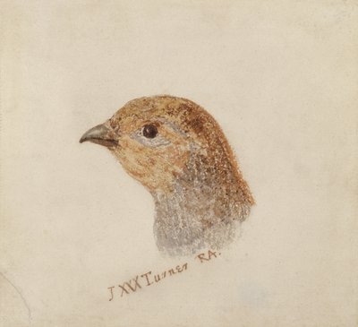 Keklik, Farnley Kuşlar Kitabı'ndan, c.1816 (kağıt üzerine kalem ve suluboya) by Joseph Mallord William Turner