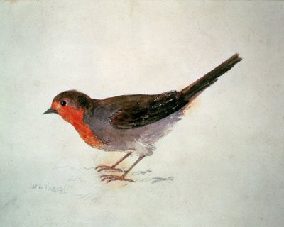 Robin, The Farnley Book of Birds