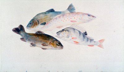 Balık Çalışması: İki Kadife, Bir Alabalık ve Bir Levrek, c1822-1824. by Joseph Mallord William Turner