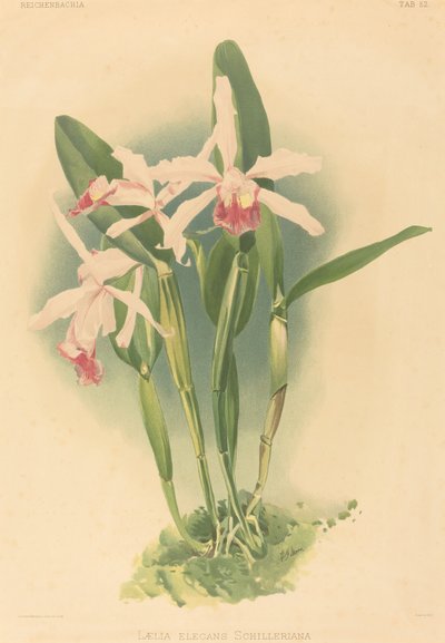 Laelia Elegans Schilleriana. by Joseph Mansell