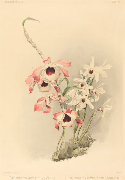 Dendrobium (Hybridium) Venüs ve Dendrobium (Hybridium) Cassiope by Joseph Mansell after Henry George Moon