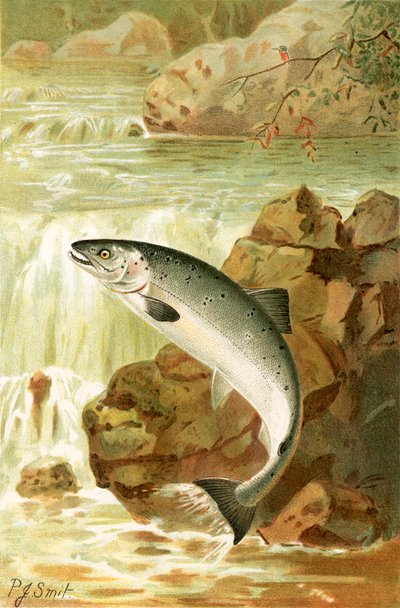 A Salmon leap by Joseph Smit