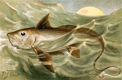 Kimera by Joseph Smit