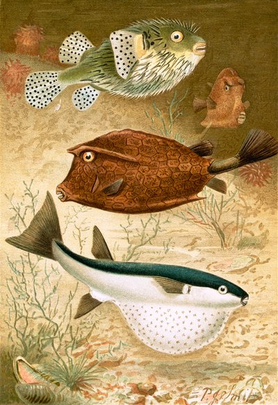 Küre balığı ve Sandık balığı by Joseph Smit