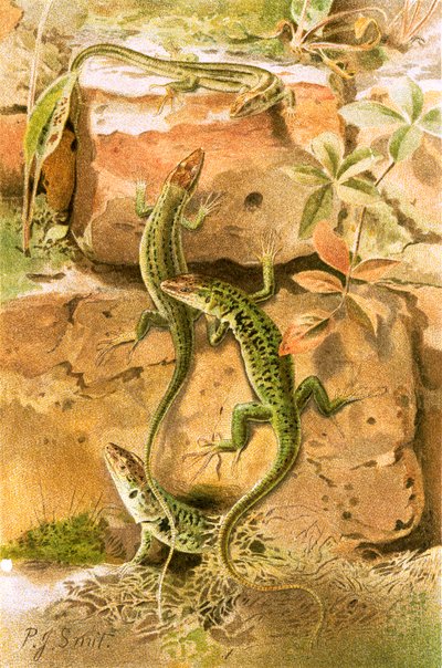 Duvar kertenkeleleri by Joseph Smit