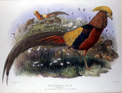 M. & N. Hanhart tarafından oyulmuş Thaumalea picta (Altın Sülün) by Joseph and Smit J. Wolf