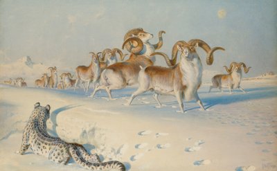 Bir Kar Leoparı Stalking Ovis Poli, by Joseph Wolf