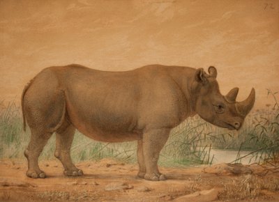 Afrika Gergedanı by Joseph Wolf