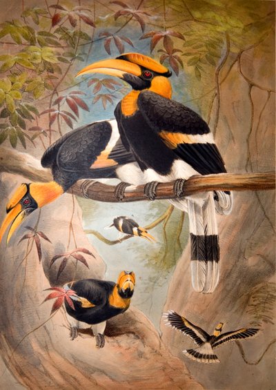 İçbükey Hornbill Kask, 1861 by Joseph Wolf