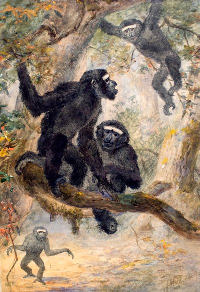 Hoolocks Gibbon, 1869 by Joseph Wolf