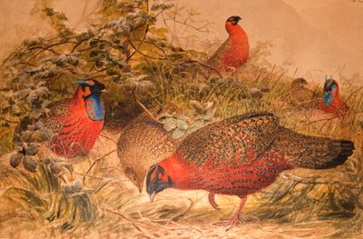 Boynuzlu Tragopan (Ceriornis satyra), c.1851-76 (kağıt üzerinde wc ve kalem) by Joseph Wolf